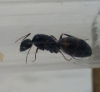 Reina ant 1