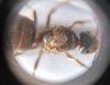 Lasius_2