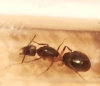 Ayuda a identificar