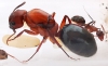 Hormiga Sin ID 2