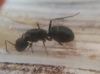 Identificaci�n reina