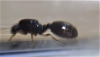 Identificar 1