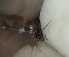 Pheidole?