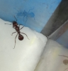Pheidole?
