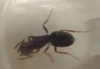 Reina a identificar 2