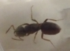 Reina a identificar 2