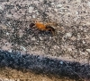Lateralis?