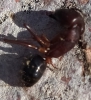Otra subespecie de camponotus
