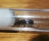 Ayuda a identificar 2