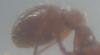 �Myrmica?