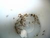 Tetramorium??2