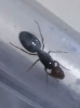 Que hormiga es?