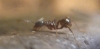 hormiga desconocida 2