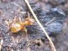 Lasius flavus