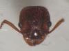 Myrmica