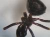 fuliginosus