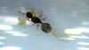 Termothorax 1