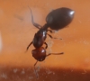reina sin identificar