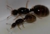 Solenopsisidentificarexsxax2