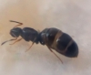 tapinoma?