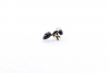 Posible Plagiolepis