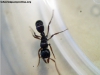 Ponerinae?_2