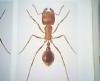 obrera pogonomyrmex barbatus