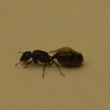 Linepithema