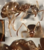 Lasius-Almaz�n2