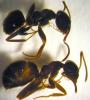 Lasius3
