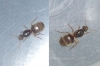Posible lasius flavus