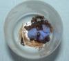 Lasius peque?as