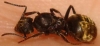 masmuerta