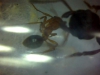 Manica rubira