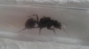 Messor sp.