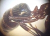 Minor_trasera