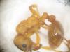 myrmica_ruginoides_2