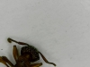 myrmica sp
