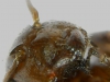 lateralis4