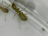lasius1