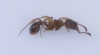 Myrmica sp. (1)