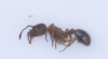 Myrmica sp. (2)