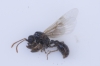 Myrmica sp. (macho)