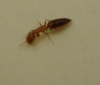 Myrmica?