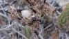Norbert identificaci�n �Messor Barbarus? 1