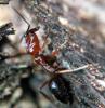 Odontomachus Erythrocephalus?
