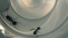 Identificar hormigas