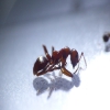Formuca rufa?