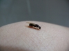 Camponotus sp.