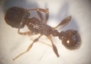 ¿Tetramorium caespitum?